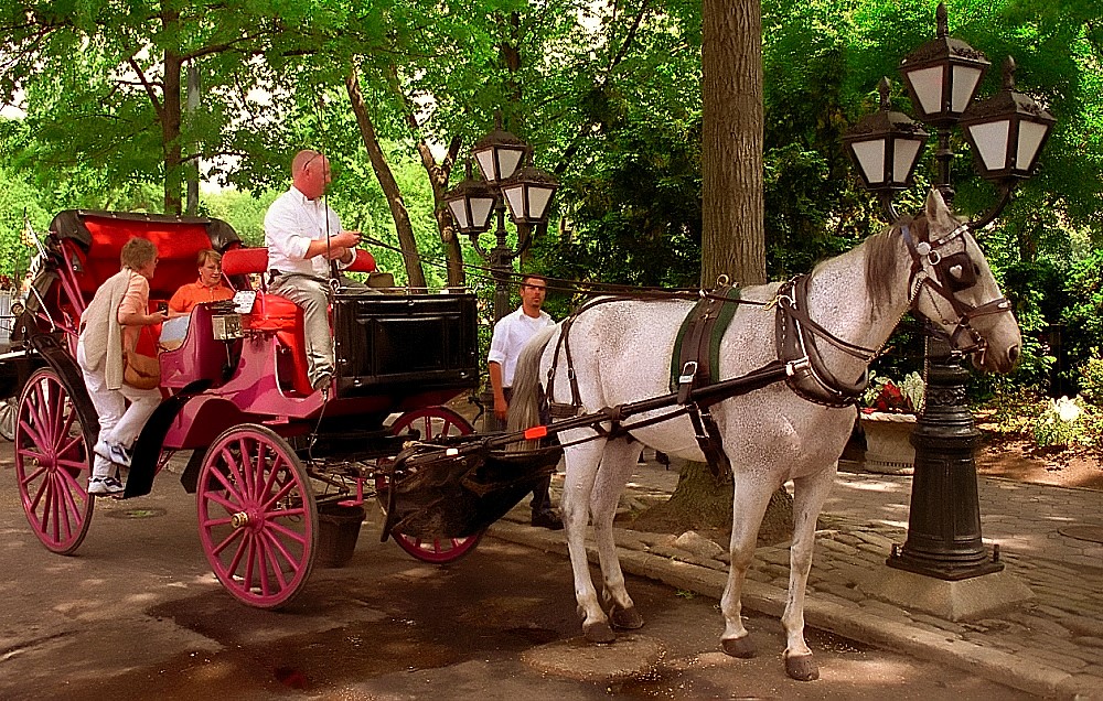 Central Park 'Horse & Buggy'. Credit - David Ohmer, flickr.