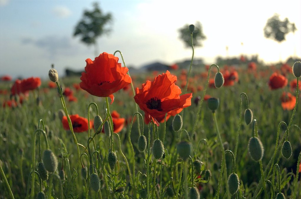 Poppies Field in Flanders