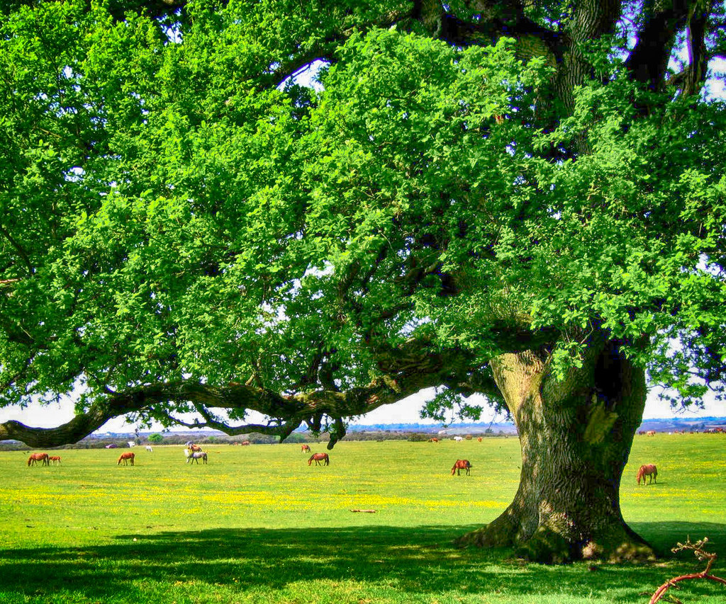 New Forest Ponies and Ancient Oak near Brockenhurst, New Forest. Credit JR P