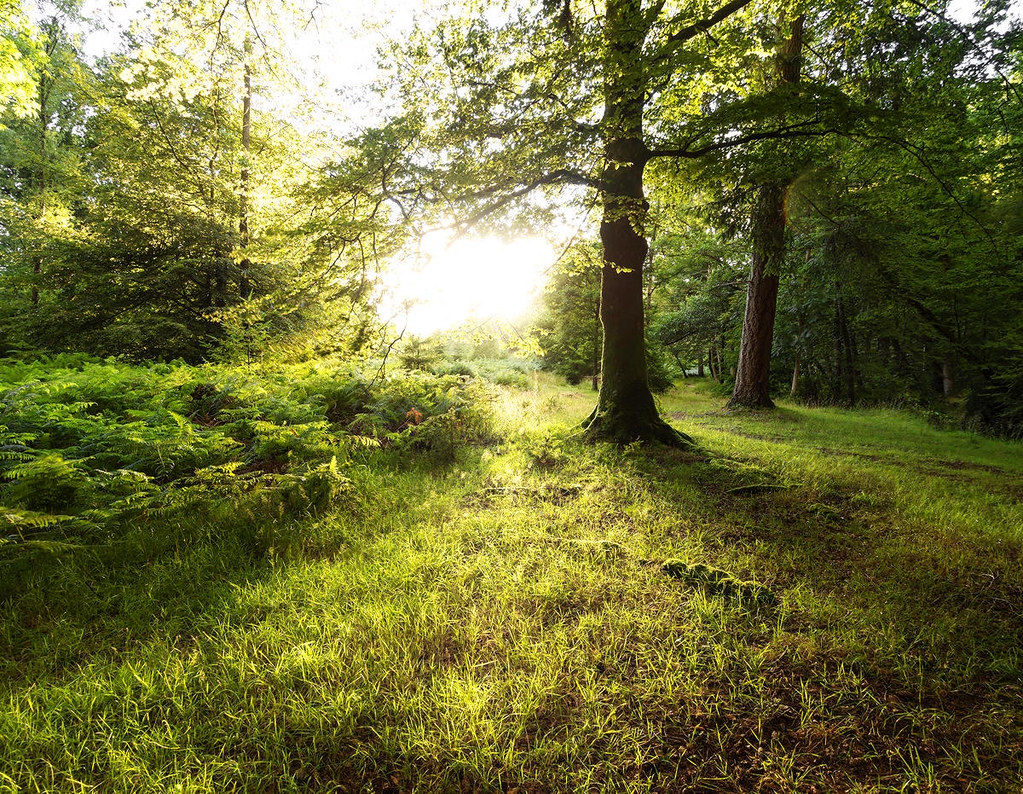 New Forest National Park. Credit weesam2010, flickr