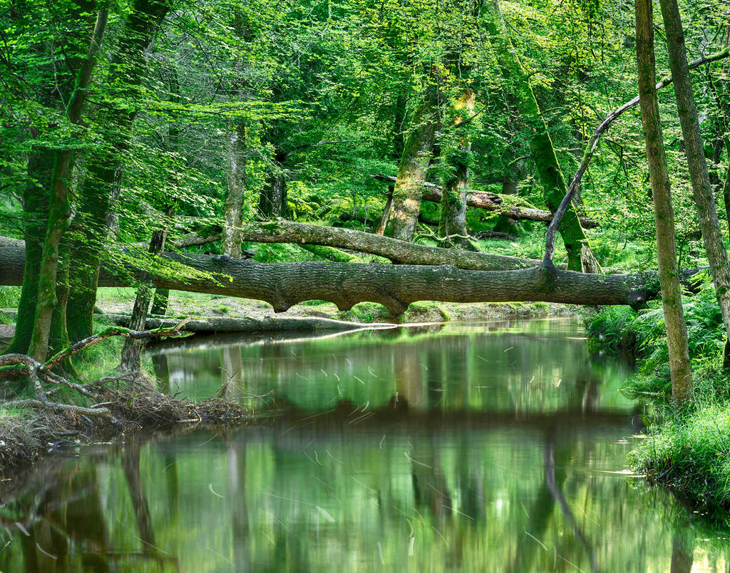 Natural Bridge, New Forest National Park. Credit weesam,flickr