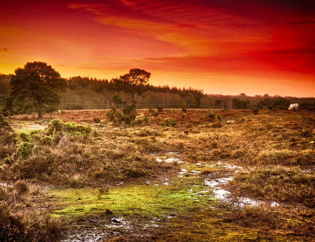 A lone wild horse feeding at sunrise. Credit Lies Thru a Lens, flickr
