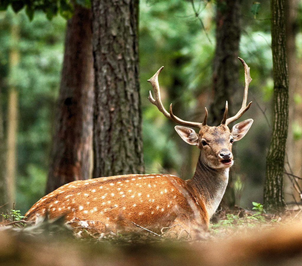 Fallow Deer. Credit Jiří Nedorost