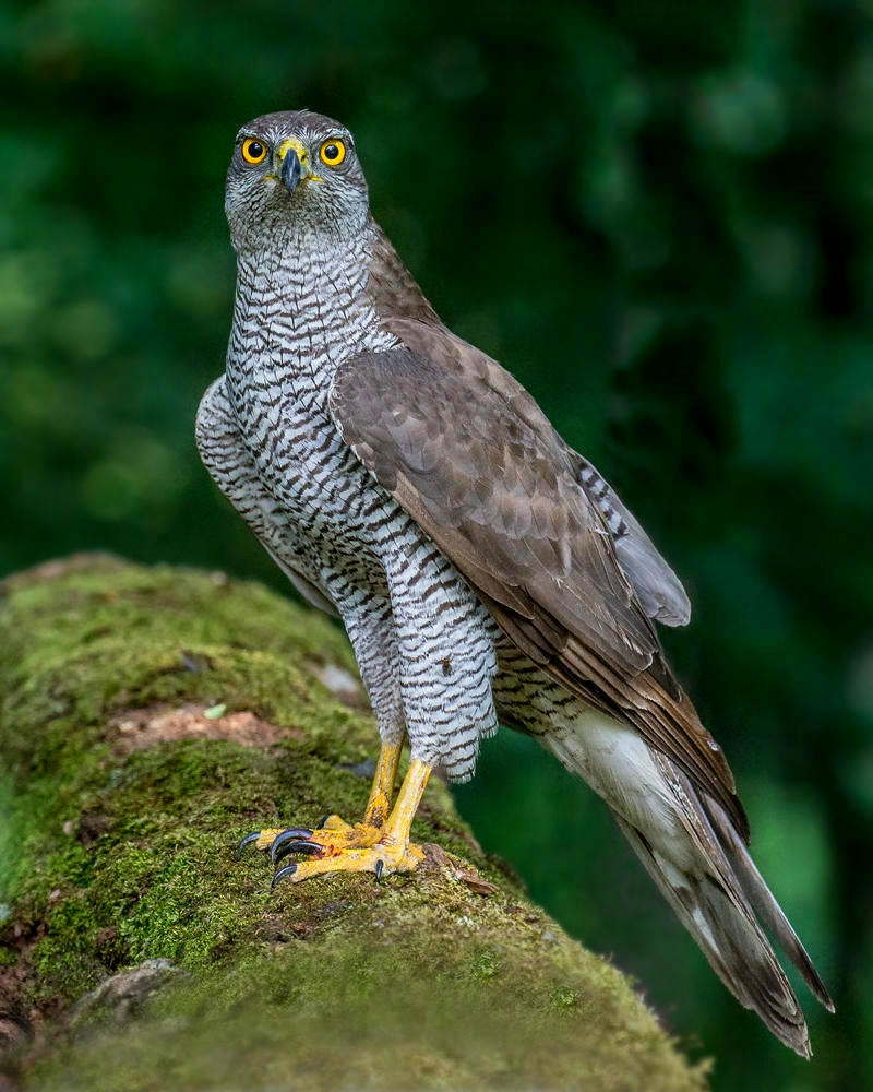 Northern Goshawk. Credit Andy Morfew