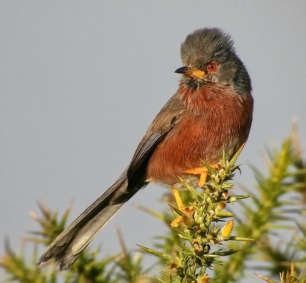 Dartford Warbler. Credit Paul Roberts, flickr