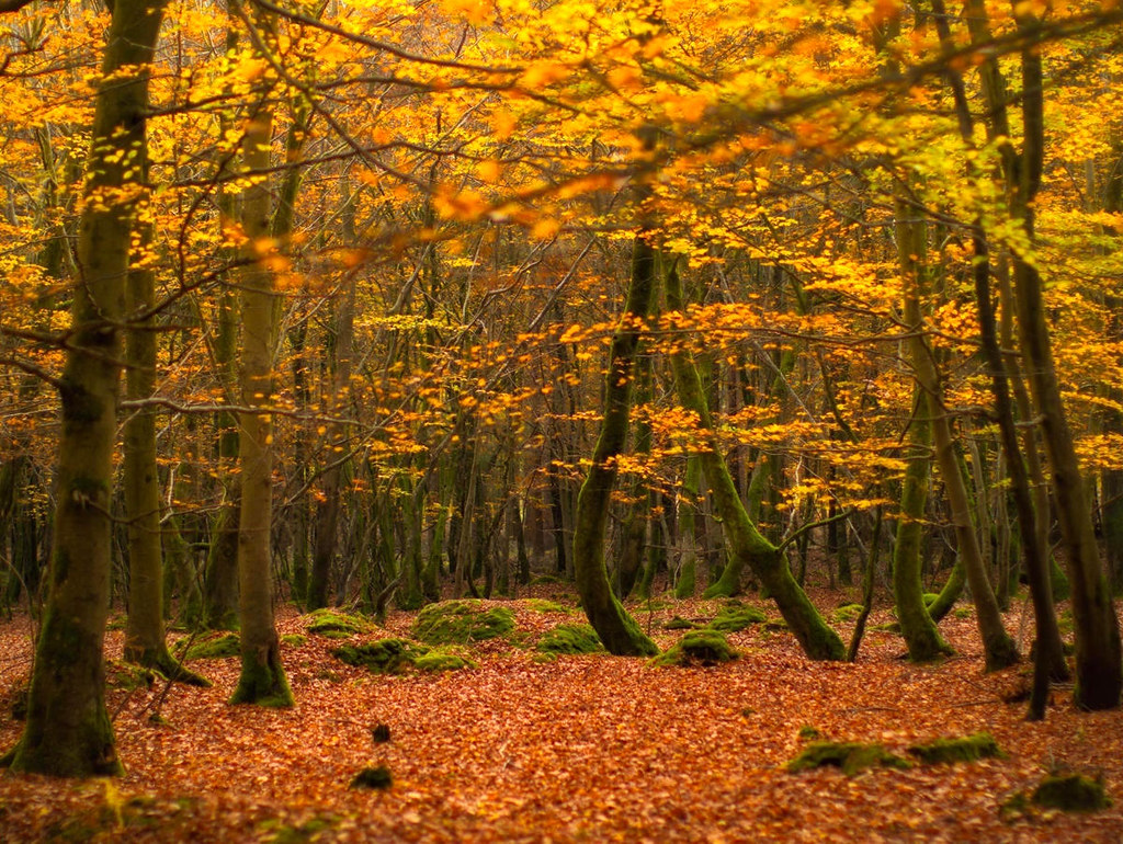 The ancient woodland of The New Forest National Park in autumn colours. Credit Tommy Clark, flickr