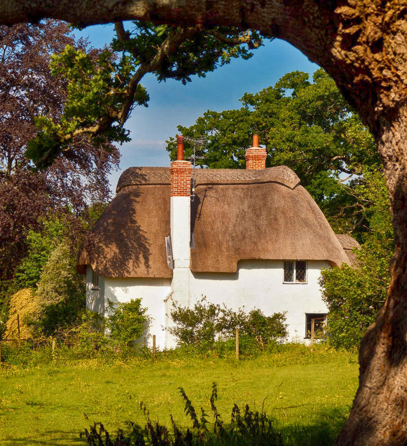 A pretty thatched cottage framed by an old Oak tree at Highwood in Hampshire. Credit Anguskirk, flickr