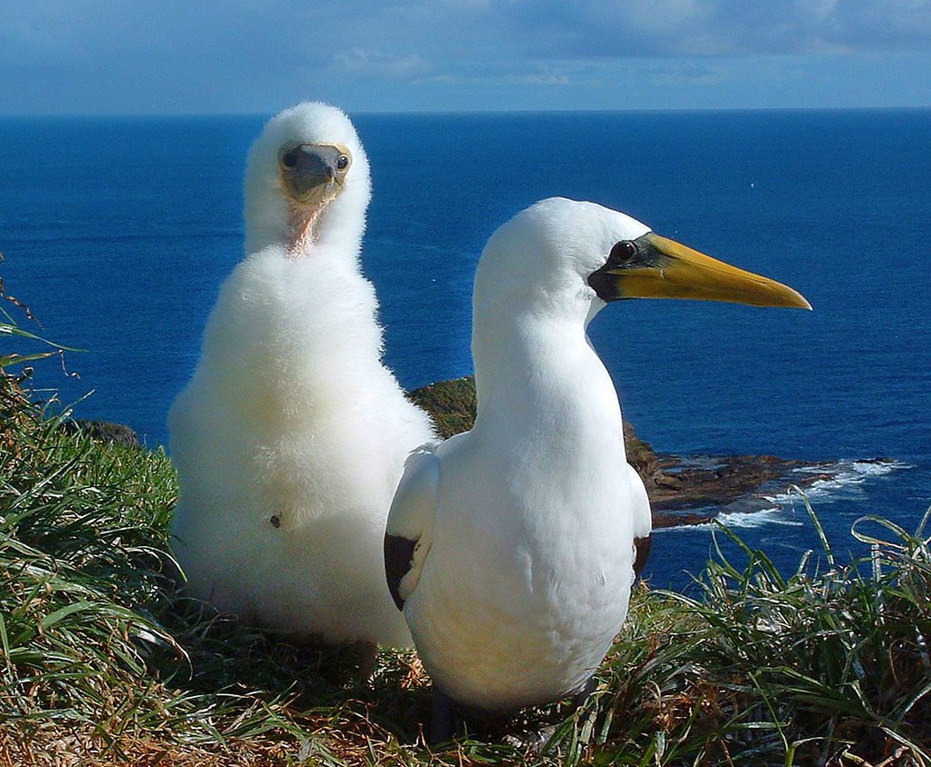 Masked boobies, Norfolk Island. Image credit Steve Daggar