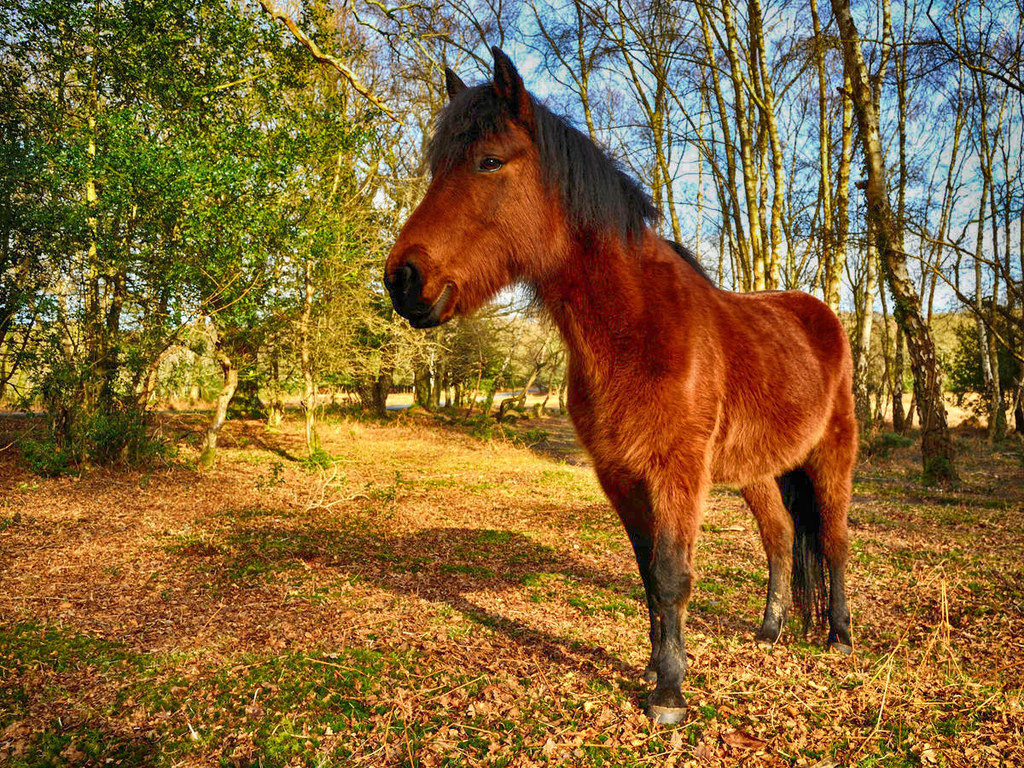 New Forest Pony. Credit Saffron Blaze