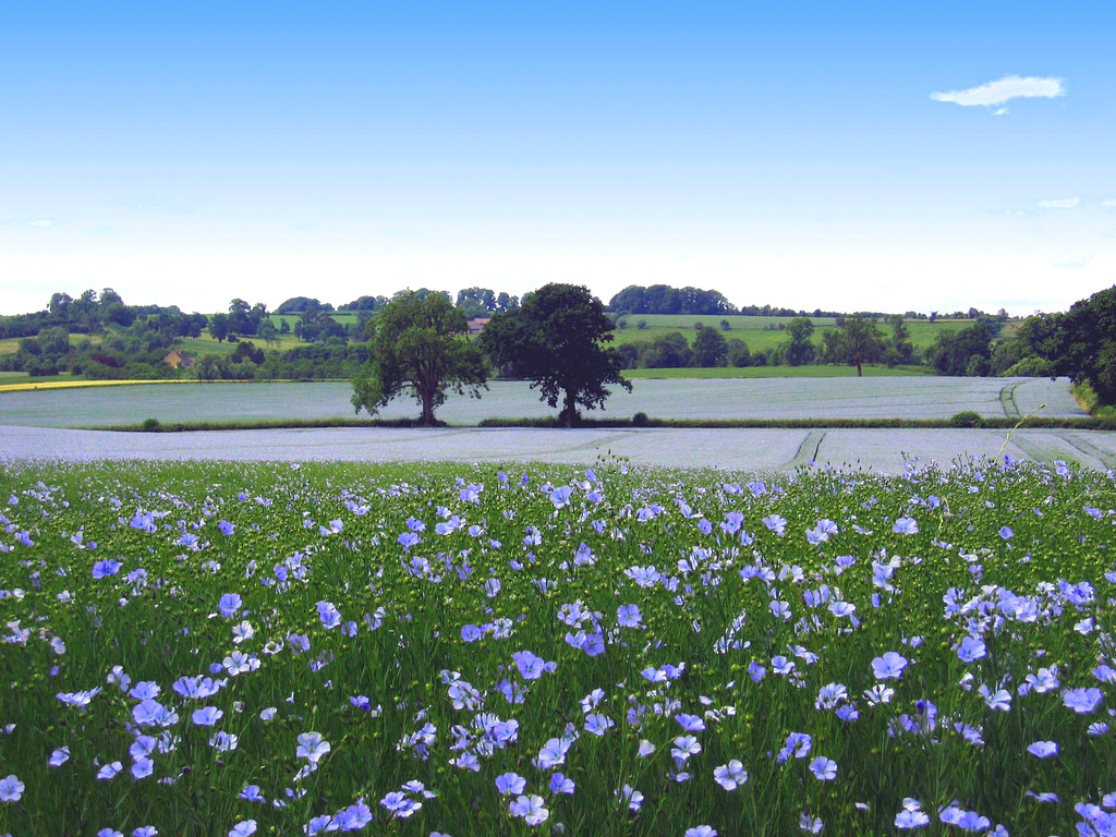 Linseed flower. Credit Herry Lawford