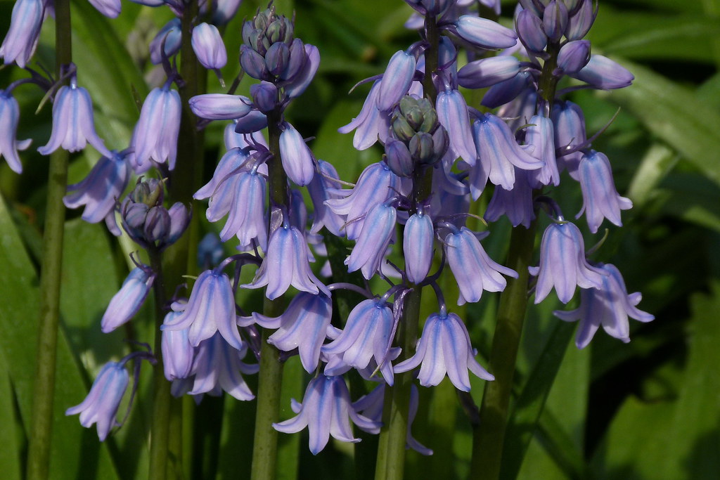 Spanish Bluebell (Hyacinthoides hispanica)