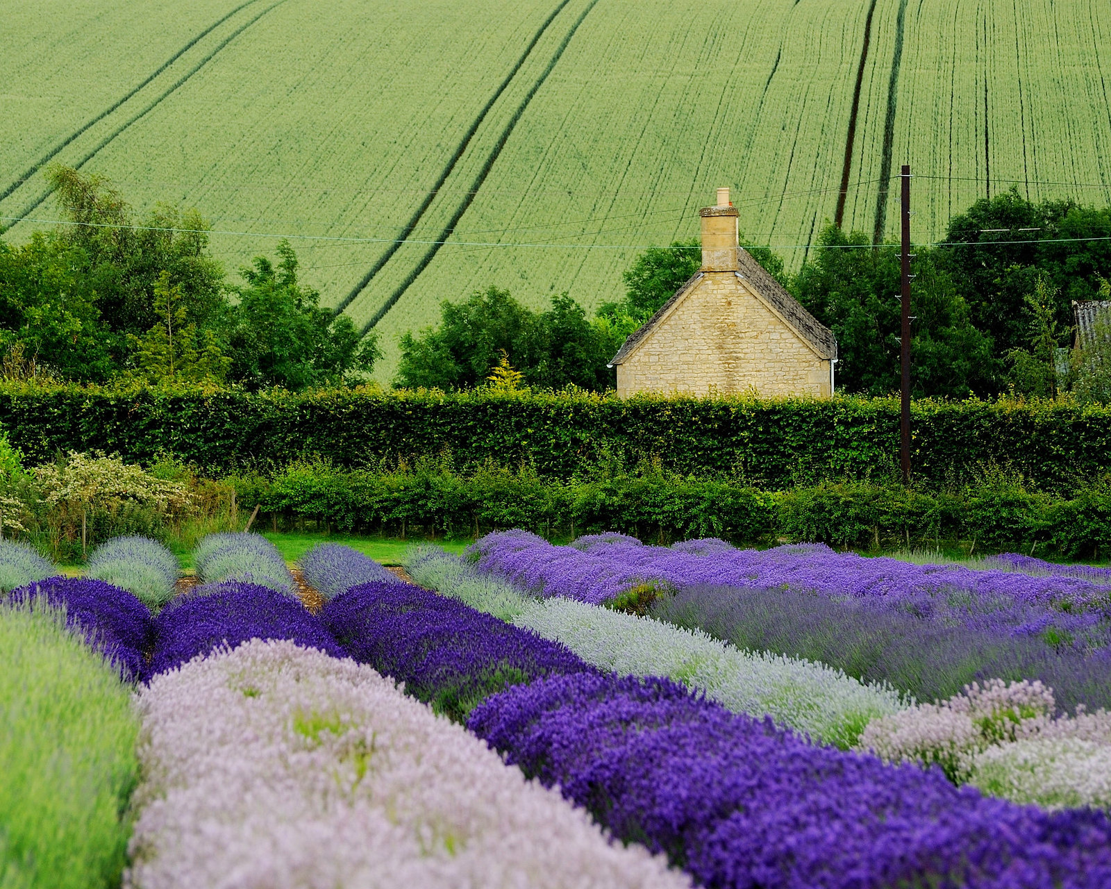 Several varieties of Lavender. Credit Saffron Blaze