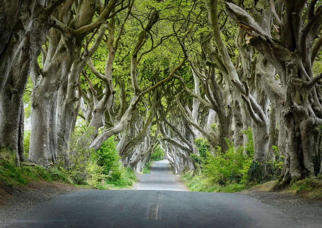 Dark Hedges, County Antrim, Northern Ireland. Credit Colin Park