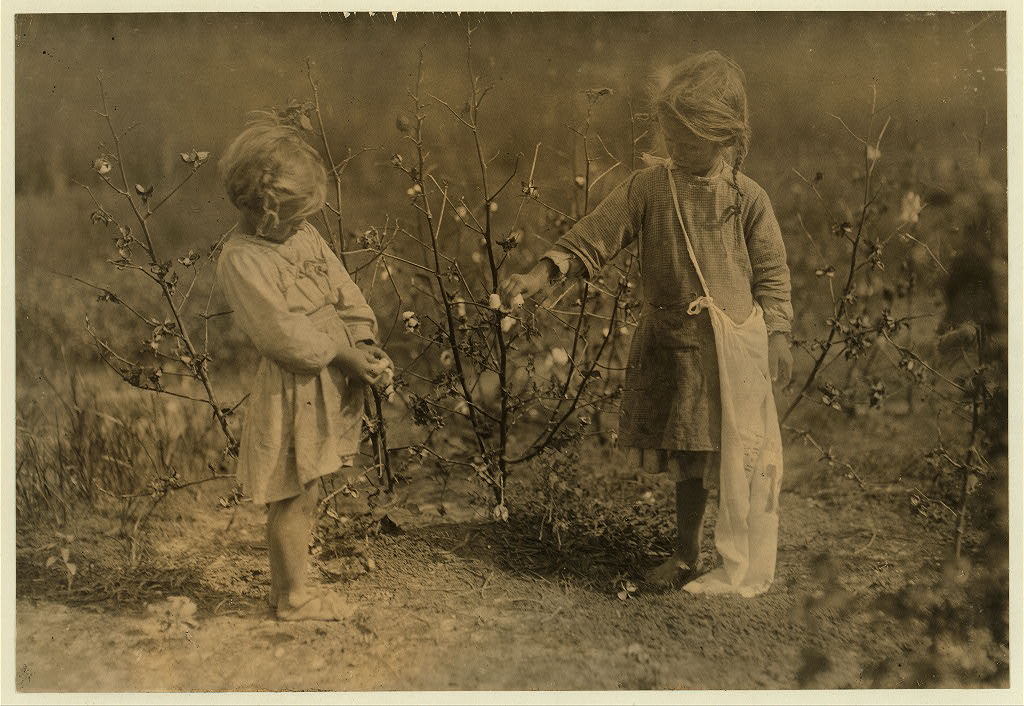Millie, four years old and Nellie five years old. Cotton pickers on a farm near Houston, Millie picks eight pounds a day and Nellie thirty pounds. This is nearly every day. Home conditions bare and bad. Houston, Texas.