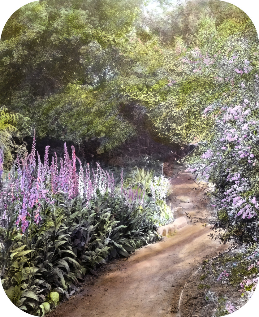 Michael Cochrane Armour house, 962 Linda Vista Avenue, Pasadena, California. Native plant garden pathway