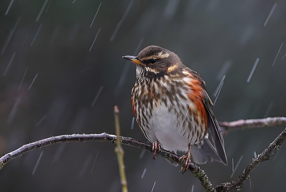 Redwing. Credit Steve Garvie