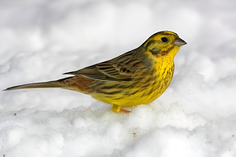 Yellowhammer. CreditMartin Mecnarowski
