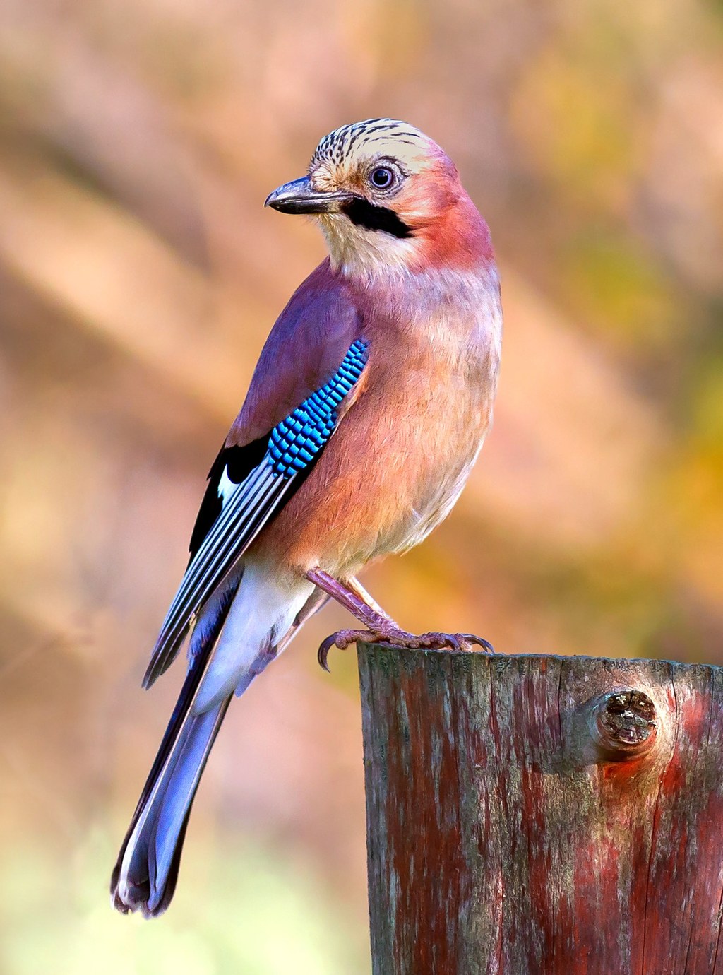 Jay. Credit Pierre Dalous