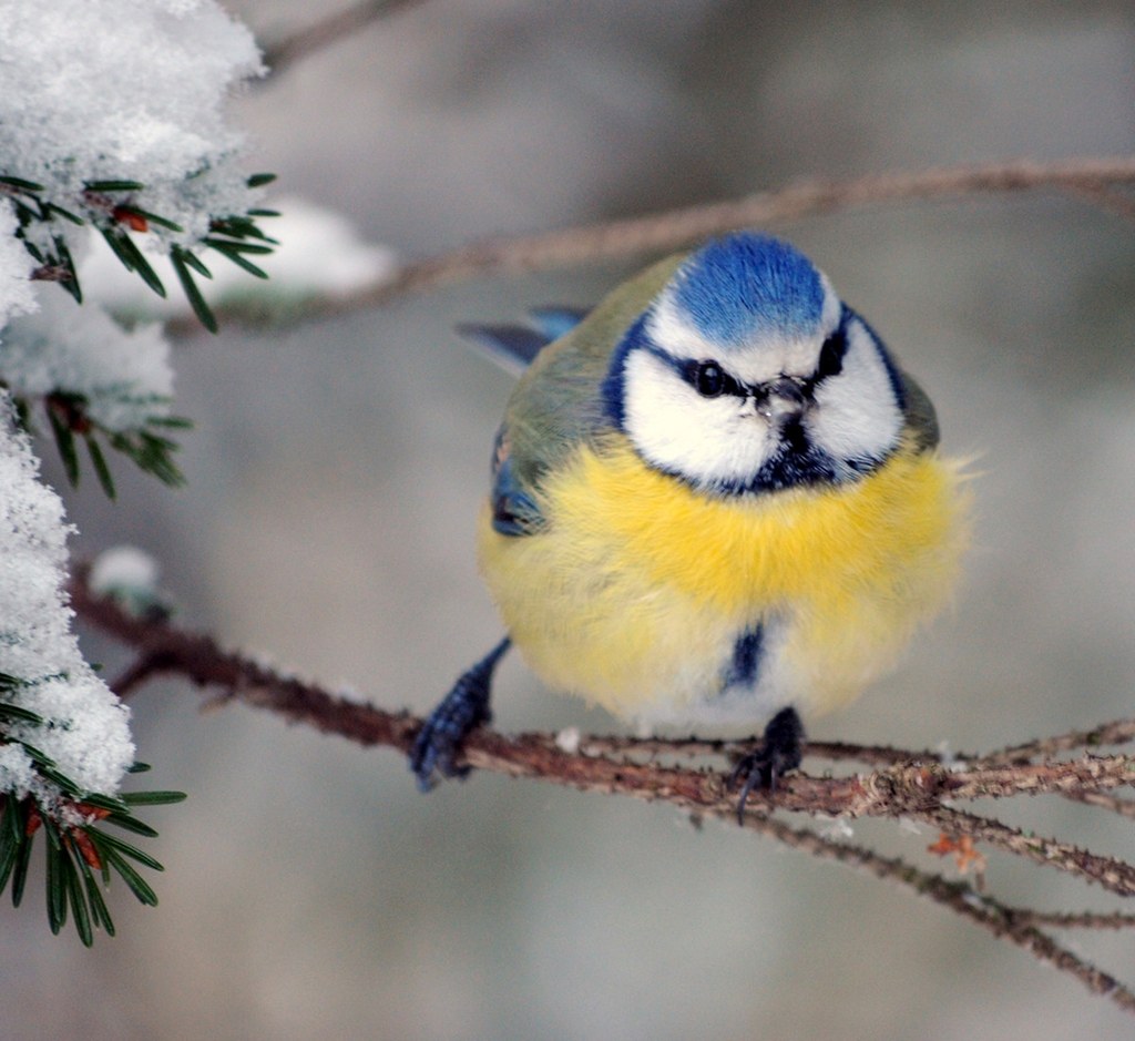 Blue Tit. Credit Ari Helminen