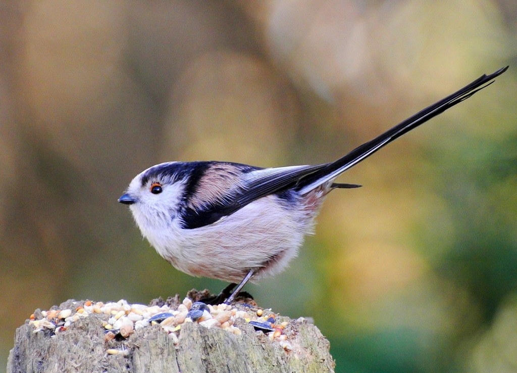 Long Tailed Tit. Ian Kirk