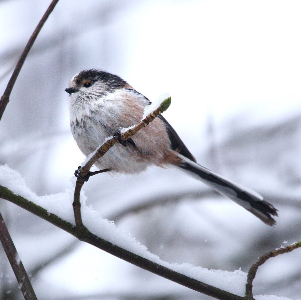 Long-Tailed Tit. Credit David Friel