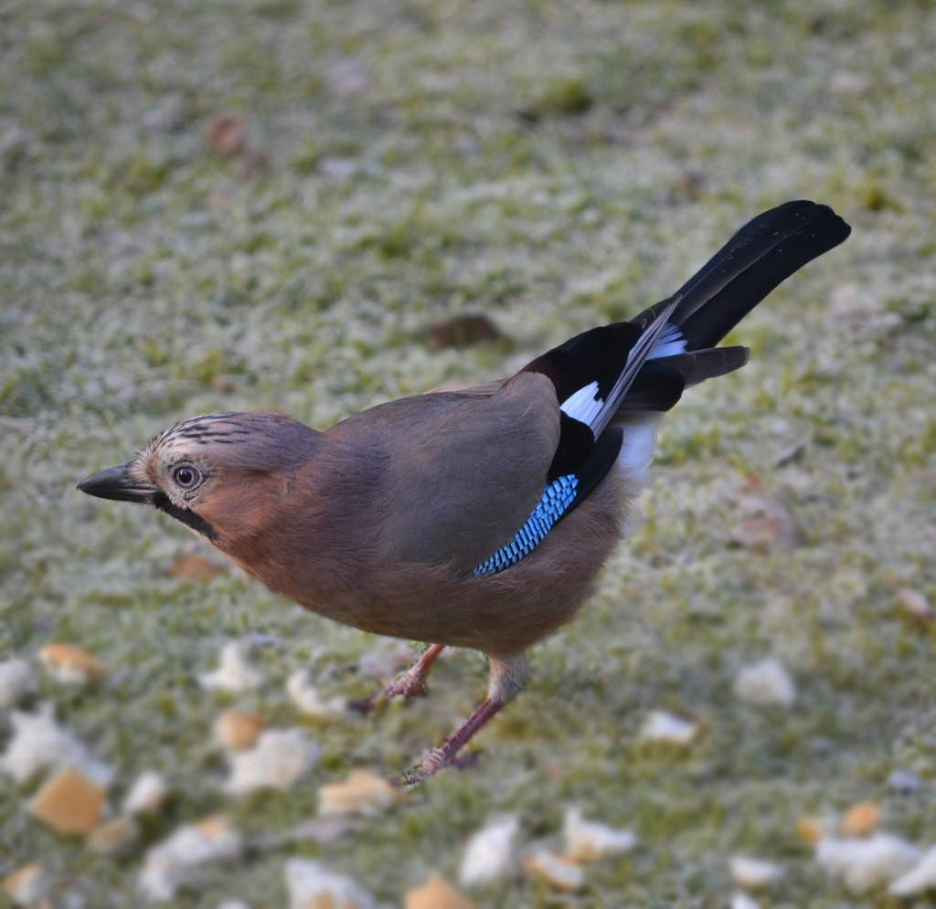 Jay. Credit Tim Sträter