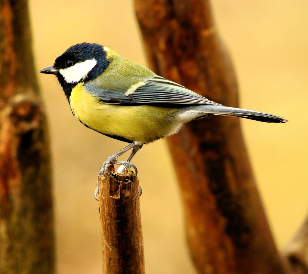 Great Tit. Credit Airwolfhound
