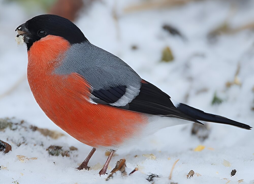 Bullfinch. Credit Steve Garvie