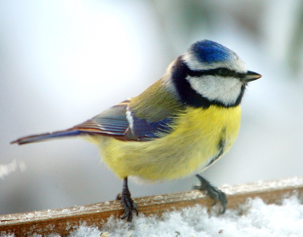 Blue Tit. Credit Arnstein Rønning