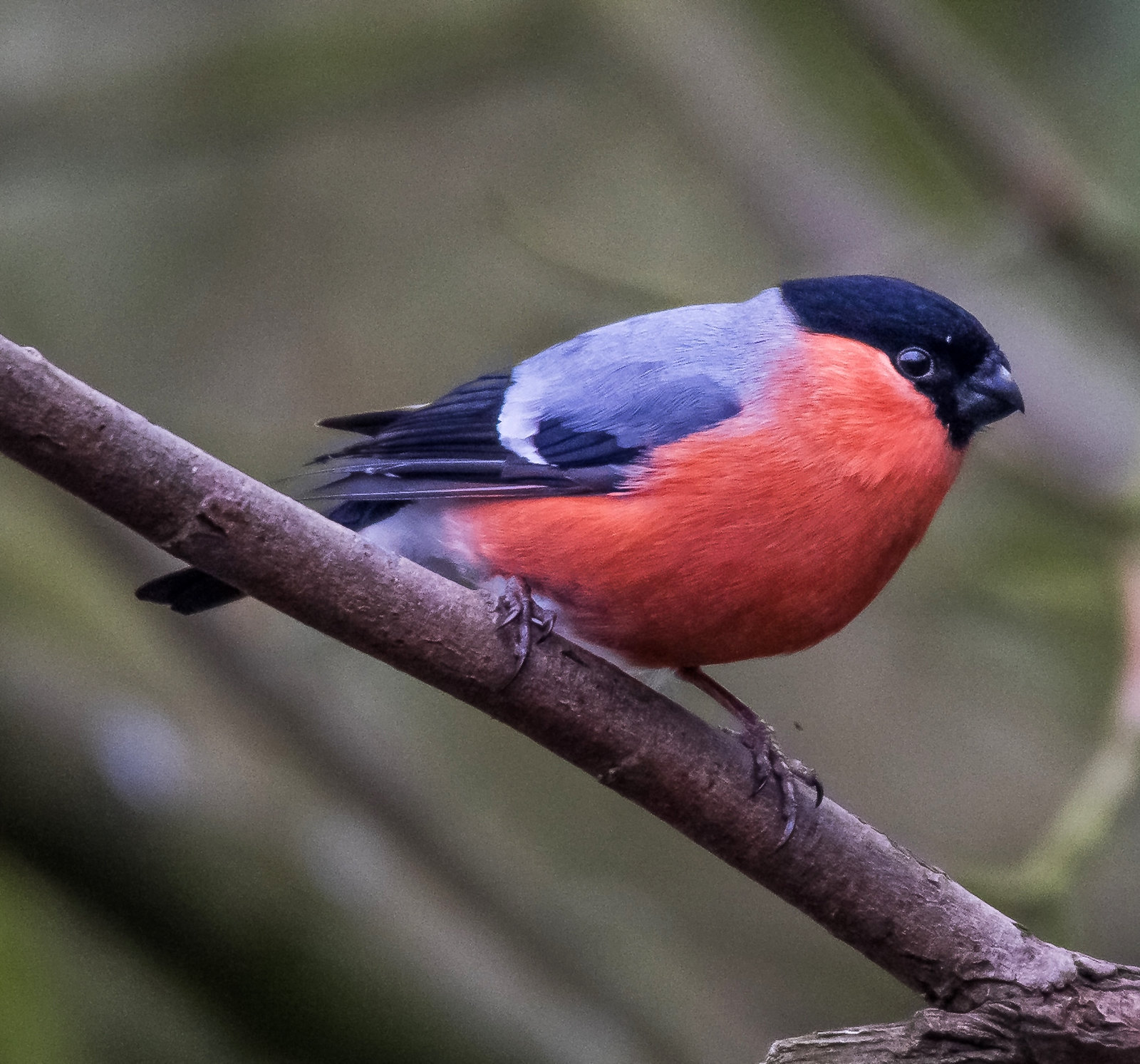 Bullfinch. Credit Michael Sveikutis