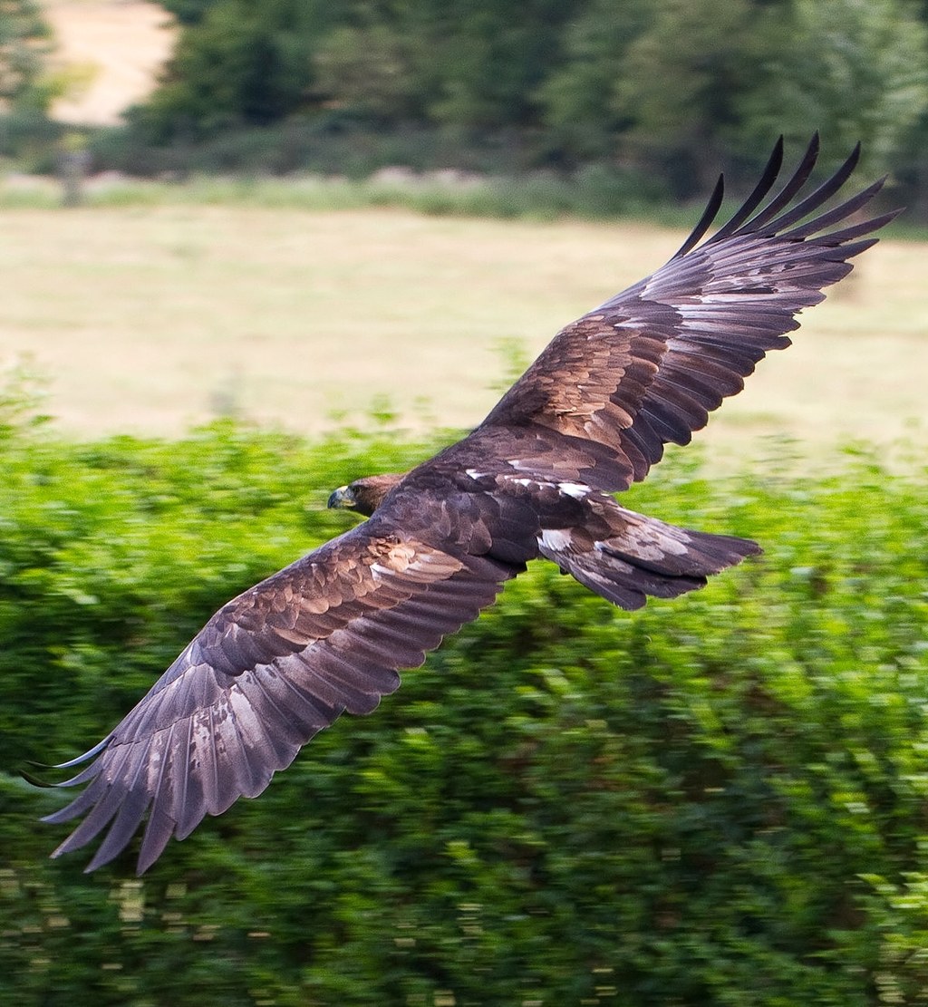 Golden Eagle. Credit Tony Hisgett, flickr