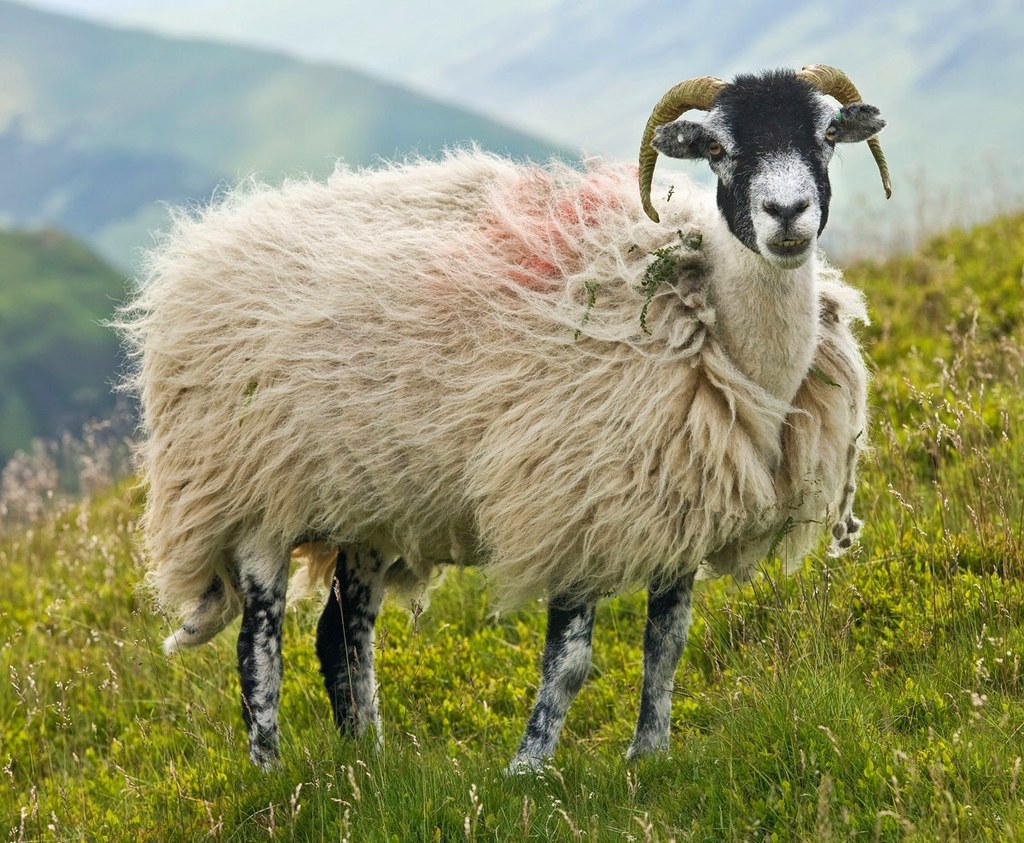 A Swaledale ewe in the Lake District. Credit David Iliff