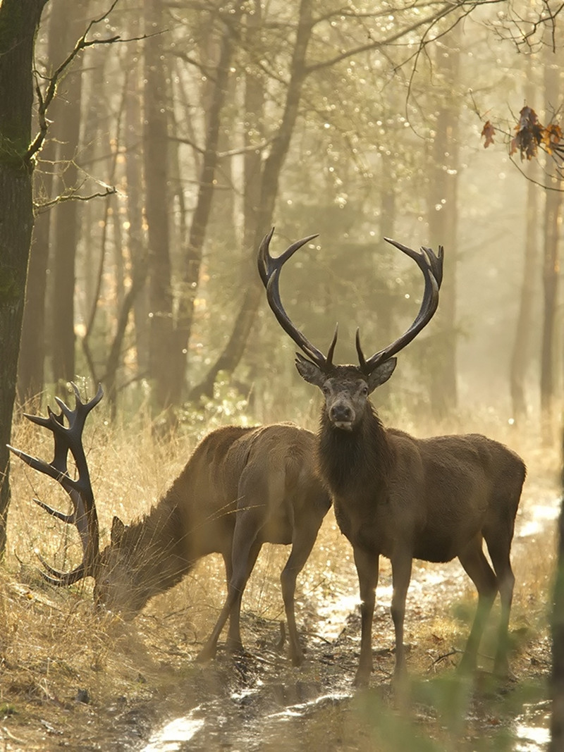 Red Deer. Credit Hans Drijer