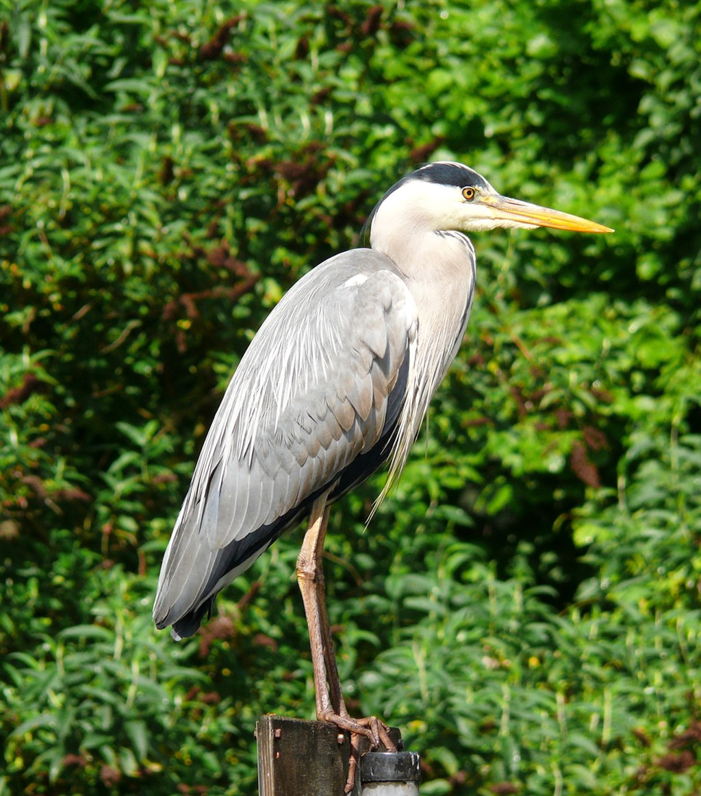 Heron. Credit Gunnar Ries