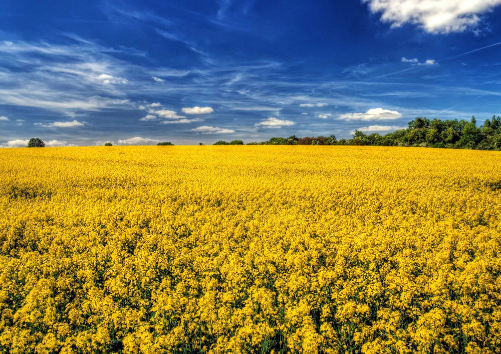 Canola (rapeseed) crop near Winchester. Credit, Neil Howard