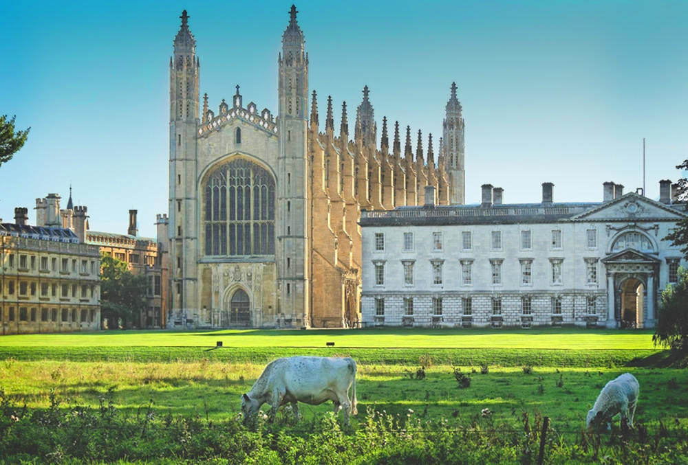 Cows graze across the river Cam from Kings Chapel. Credit Alex Brown, flickr