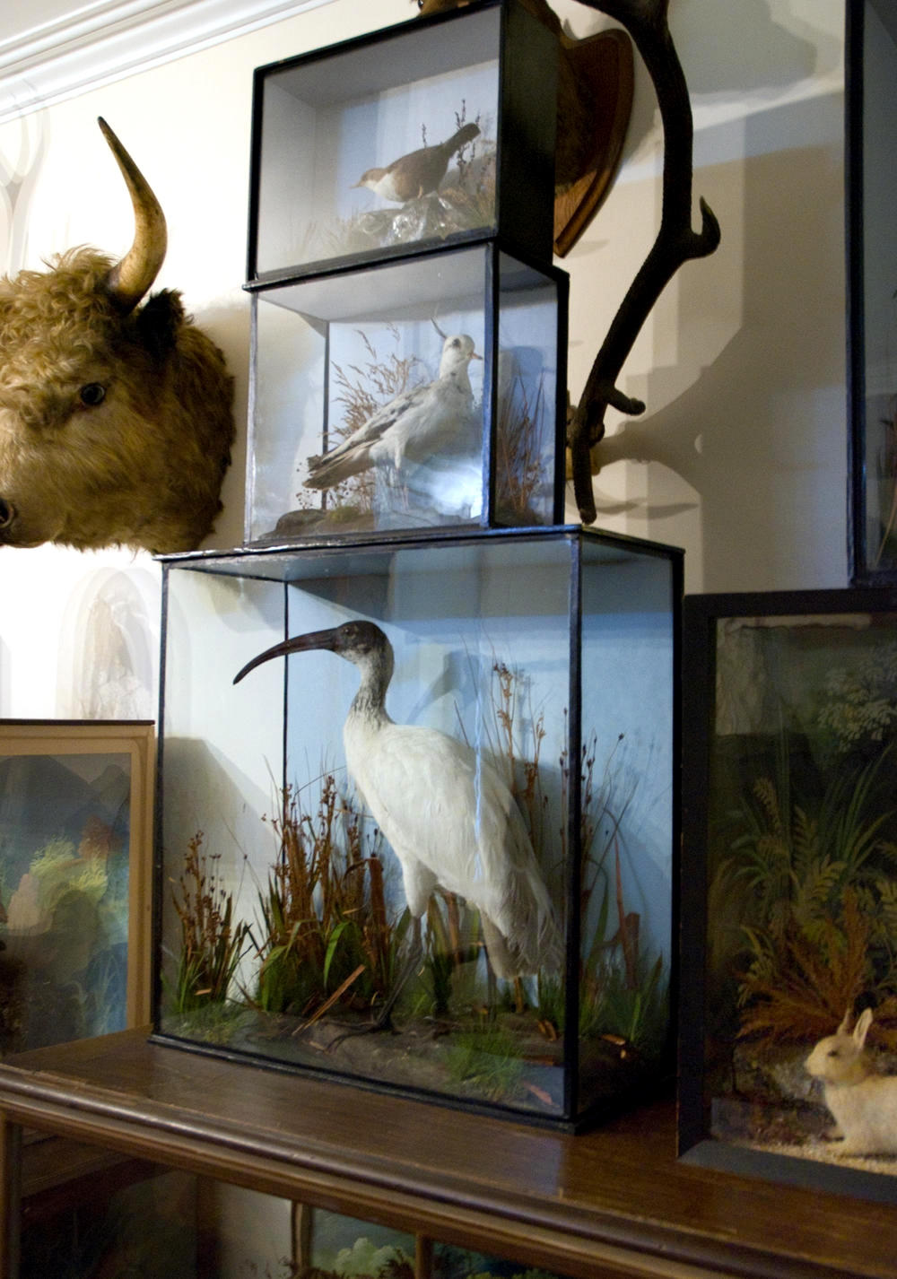 Taxidermy - the hobby of a gentleman naturalist. Credit Thomas Quine