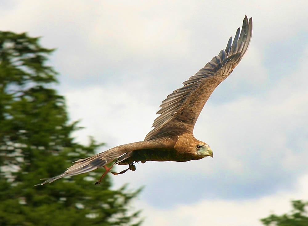 Eagle at Warwick Castle. Credit Paul Reynolds, flickr