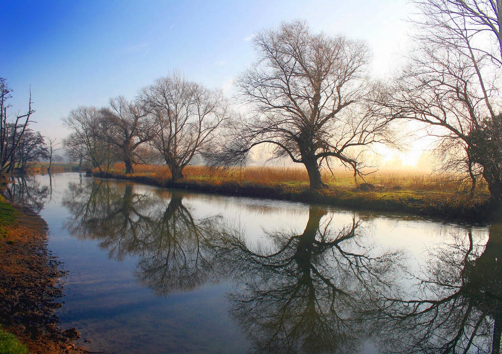 Trees along the River Stour, Dedham, Essex
