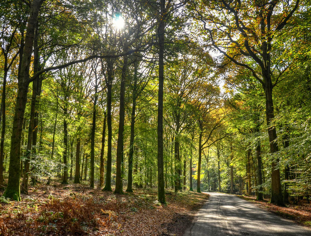 The Forest of Dean, Gloucestershire. Credit Baz Richardson, flickr