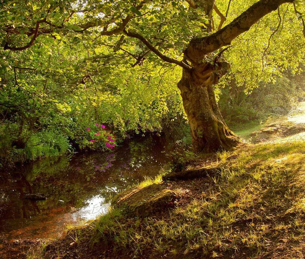Docken Water at Rockford in the New Forest. Credit Anguskirk, flickr