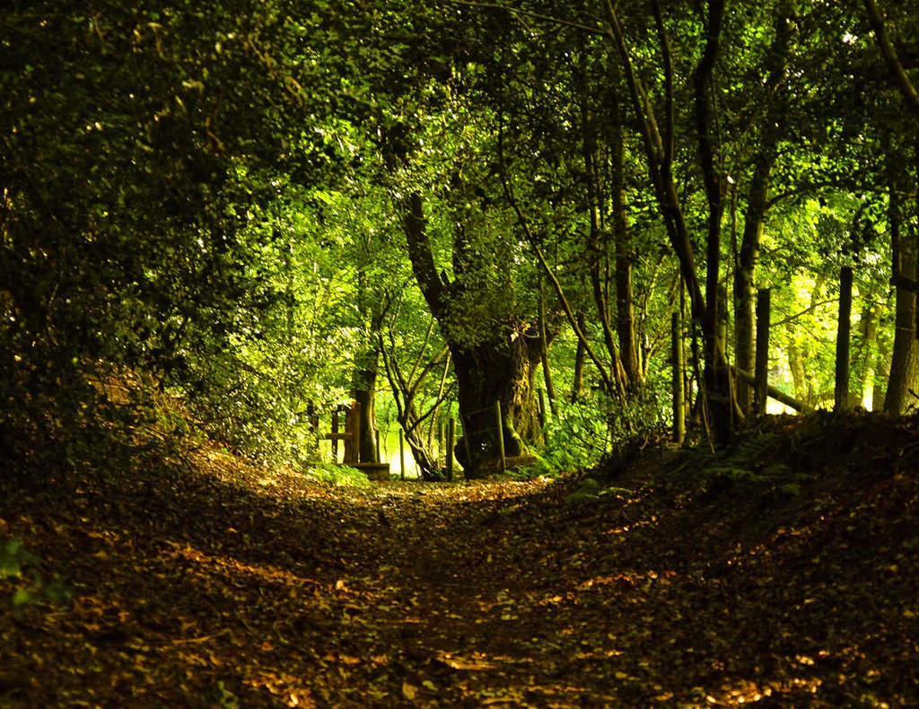 A well-worn track in the New Forest near Highwood. Credit Anguskirk
