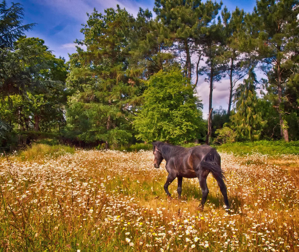 A horse walks in a meadow of Oxeye Daisies at Rockford In Hampshire. Credit Anguskirk, flickr
