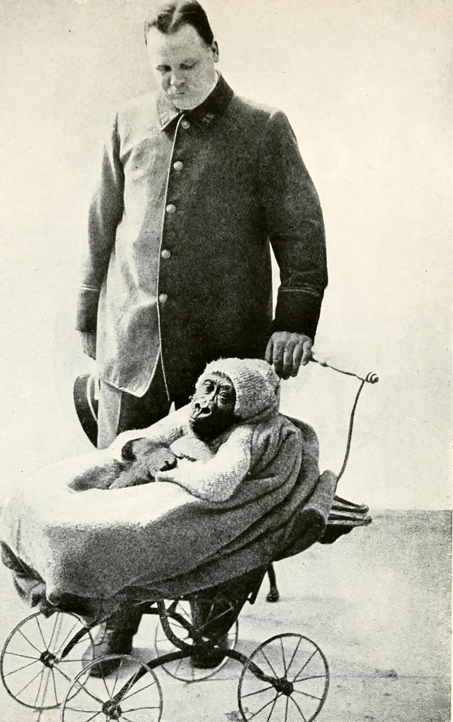 Baby gorilla in a pram, 1917