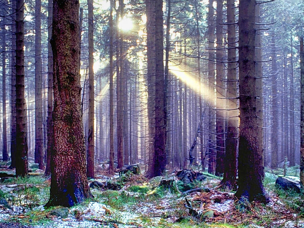 Spruce Woods in the Harz. Credit Andreas Tille