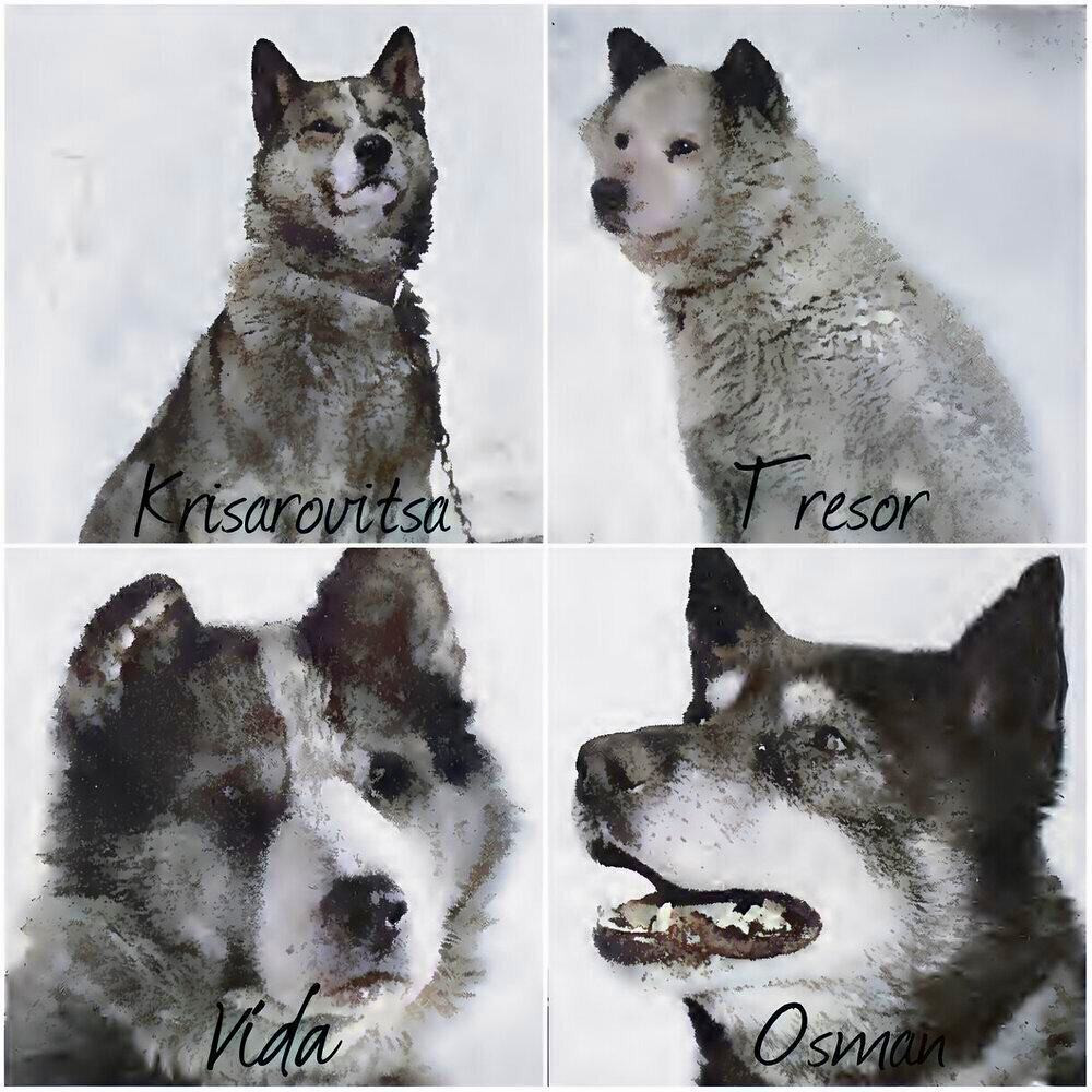 Scott's beloved sled team: Krisarovitsa, Tresor, Vida, and Osman
