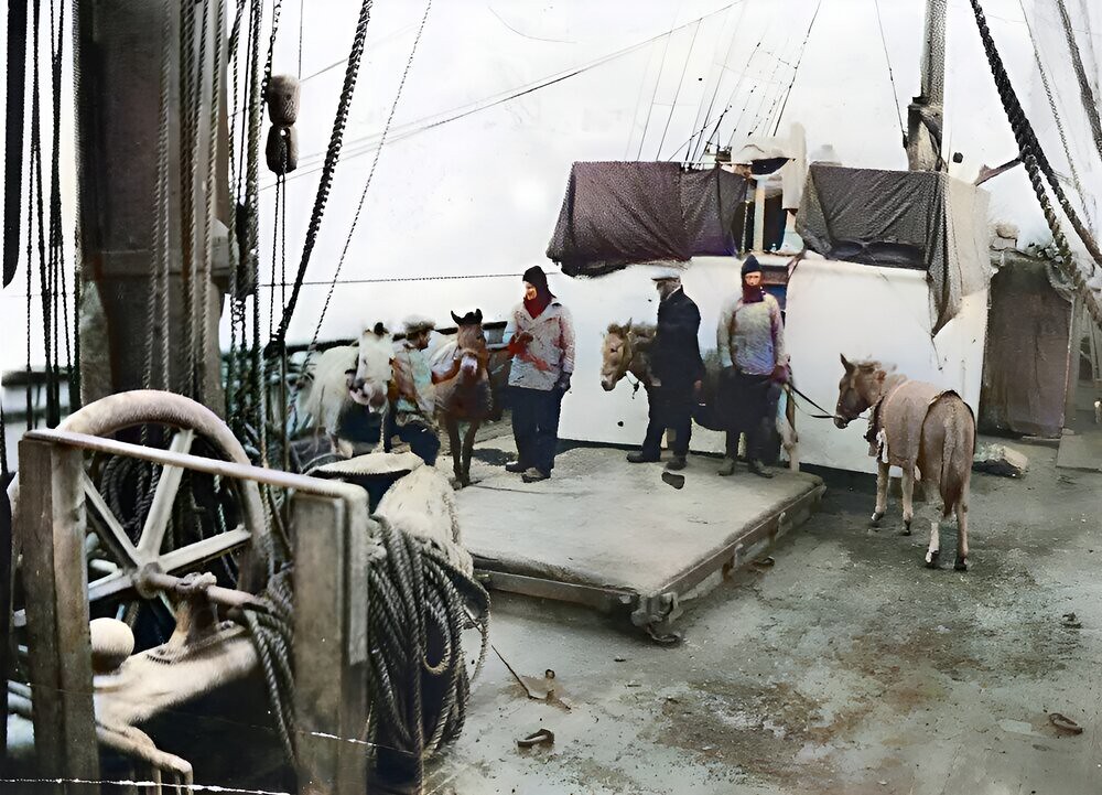 The Siberian ponies on board the ship Terra Nova