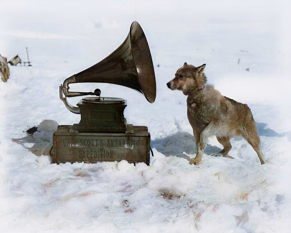 To entertain the men, Captain Robert Scott took a gramophone on his South Pole Expedition. Chris, one of his dogs, was apparently also a fan, September 1911