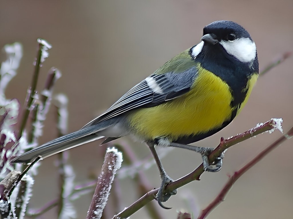 Great Tit. Credit Max Westby