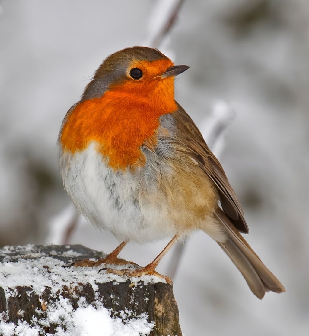 Robin. Credit Tony Hisgett